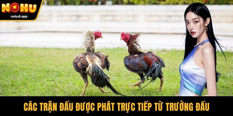 Các trận đấu được phát trực tiếp từ trường đấu