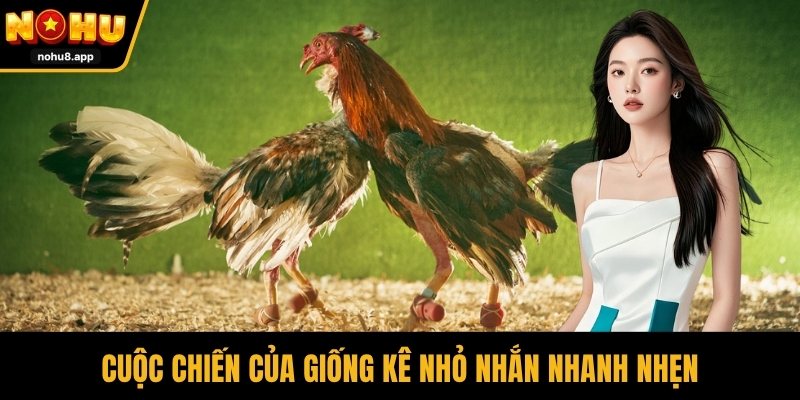 Cuộc chiến của giống kê nhỏ nhắn nhanh nhẹn